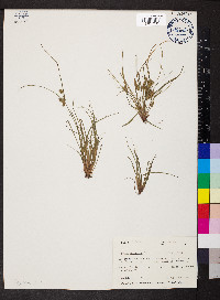 Cyperus squarrosus image