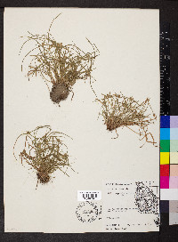 Kyllinga pumila image