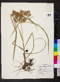 Cyperus engelmannii image