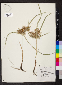 Cyperus engelmannii image