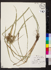 Cyperus engelmannii image