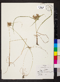 Cyperus engelmannii image