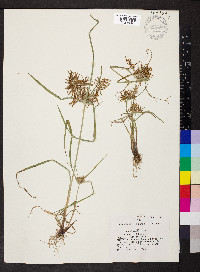 Cyperus engelmannii image