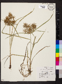 Cyperus engelmannii image