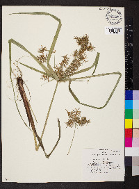 Cyperus engelmannii image