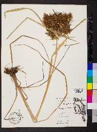 Cyperus engelmannii image