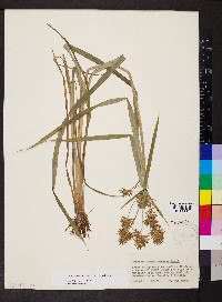 Cyperus odoratus var. odoratus image