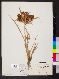 Cyperus odoratus var. odoratus image