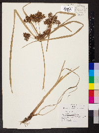 Cyperus odoratus var. odoratus image