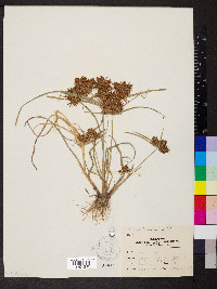 Cyperus odoratus var. odoratus image