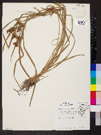 Cyperus odoratus var. odoratus image