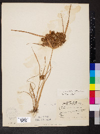 Cyperus odoratus var. odoratus image