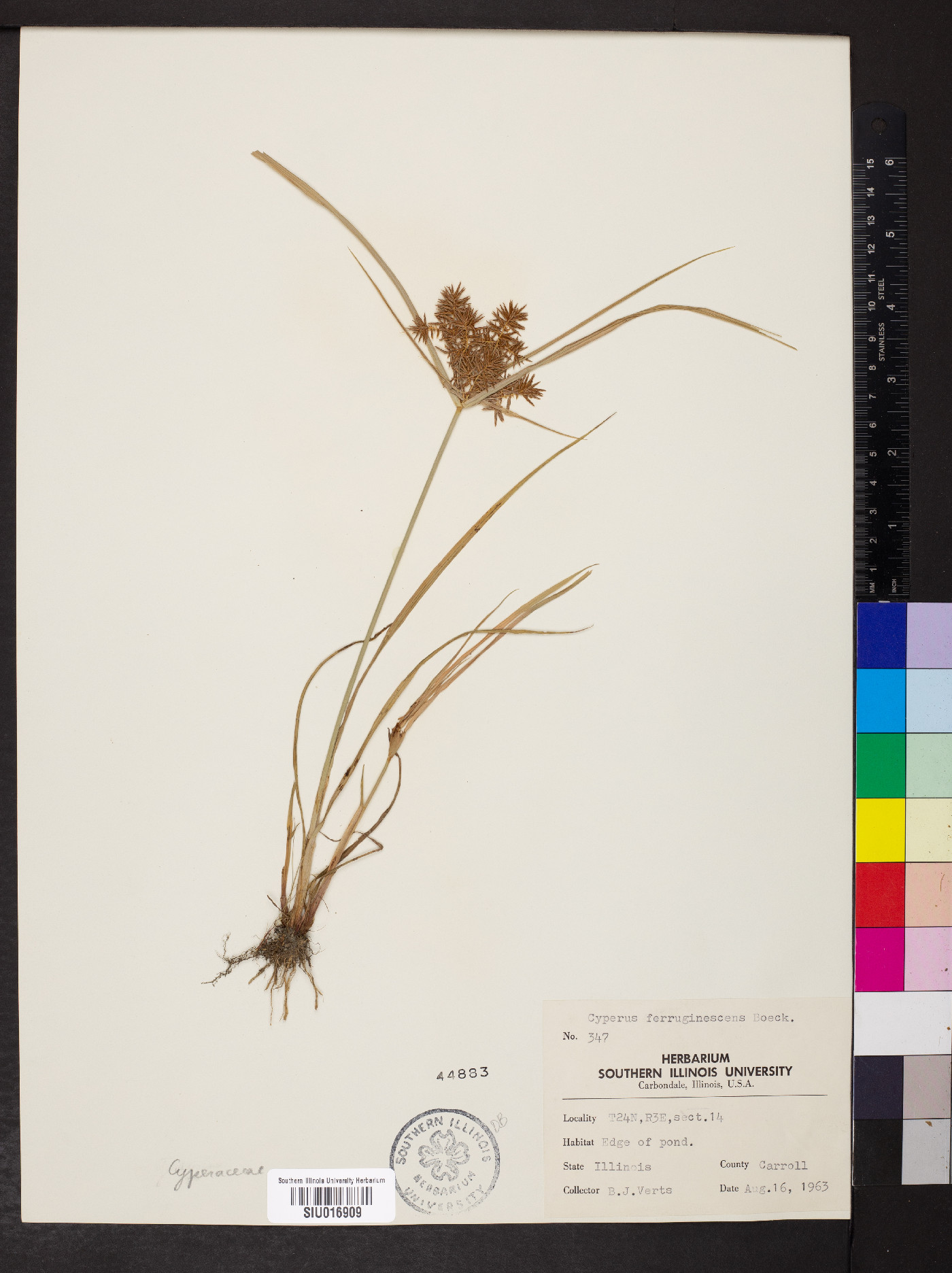 Cyperus odoratus var. odoratus image