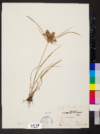 Cyperus odoratus var. odoratus image