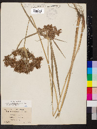 Cyperus odoratus var. odoratus image