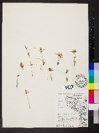 Cyperus odoratus var. odoratus image
