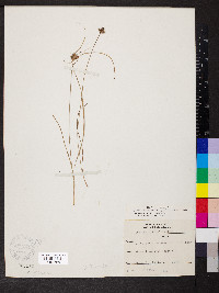 Cyperus filiculmis image
