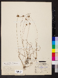 Cyperus filiculmis image