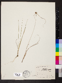 Cyperus filiculmis image