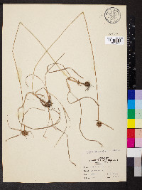 Cyperus filiculmis image
