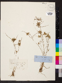 Cyperus flavescens image