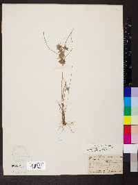 Cyperus flavescens image