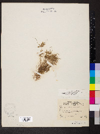 Cyperus flavescens image