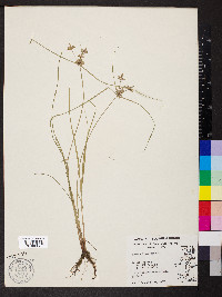 Cyperus flavescens image