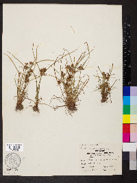 Cyperus squarrosus image