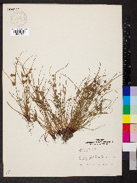 Cyperus squarrosus image