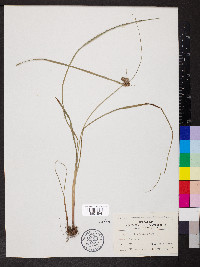 Cyperus echinatus image