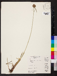 Cyperus echinatus image