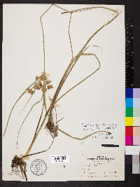 Cyperus virens image