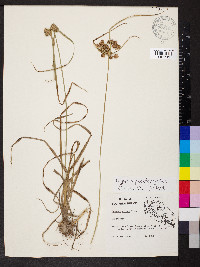 Cyperus virens image