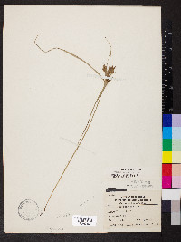 Cyperus schweinitzii image