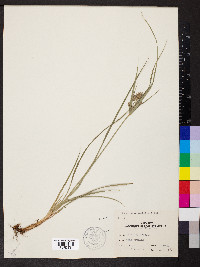 Cyperus schweinitzii image