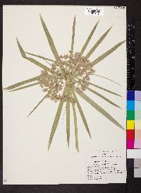 Cyperus alternifolius image