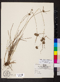 Cyperus grayoides image