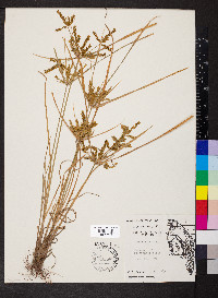 Cyperus iria image