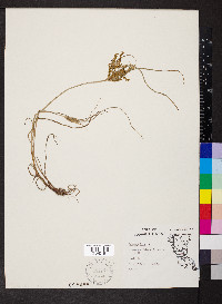 Cyperus iria image