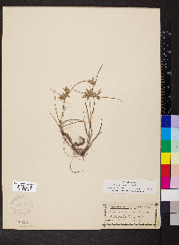 Cyperus compressus image