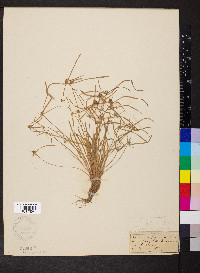 Kyllinga pumila image