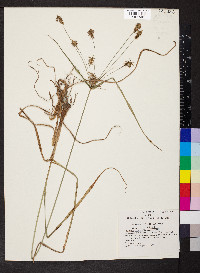 Cyperus dipsaciformis image