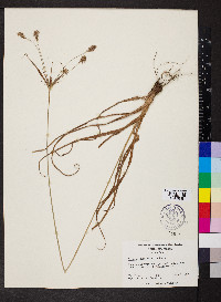 Cyperus dipsaciformis image