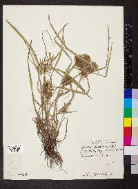 Cyperus engelmannii image