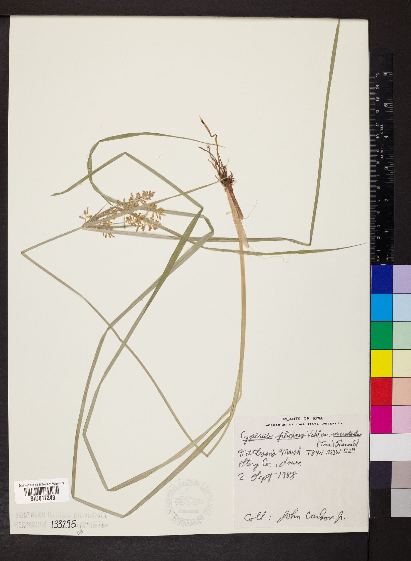 Cyperus polystachyos var. holosericeus image