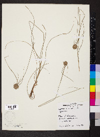 Cyperus filiculmis image