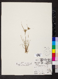 Cyperus flavescens var. poaeformis image