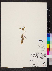 Cyperus flavescens var. poaeformis image