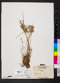 Cyperus flavescens image